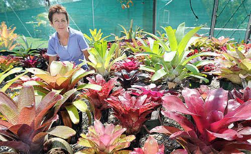 Debbie Kruger’s Walligan garden will be turned into a plant market this weekend. Debbie Kruger’s Walligan garden will be turned into a plant market this weekend.